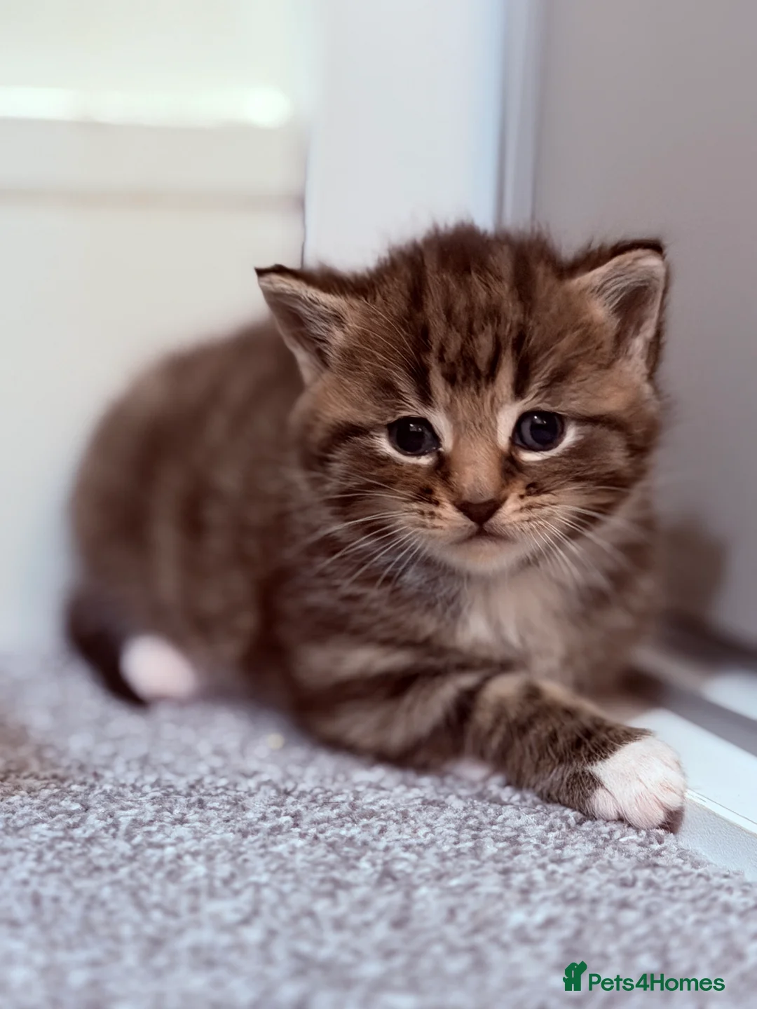 Mixed Breed cats for sale: No names yet - Advert 6