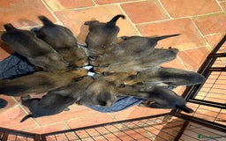Mixed Breed dogs for sale: Stunning Belgium malinois  - Image 9