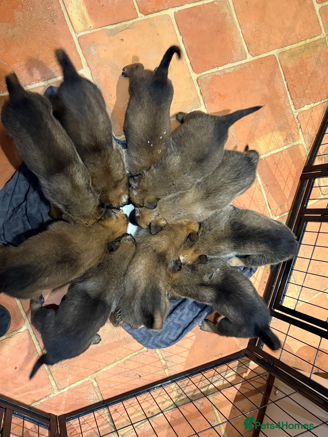 Mixed Breed dogs for sale: Stunning Belgium malinois  - Image 9