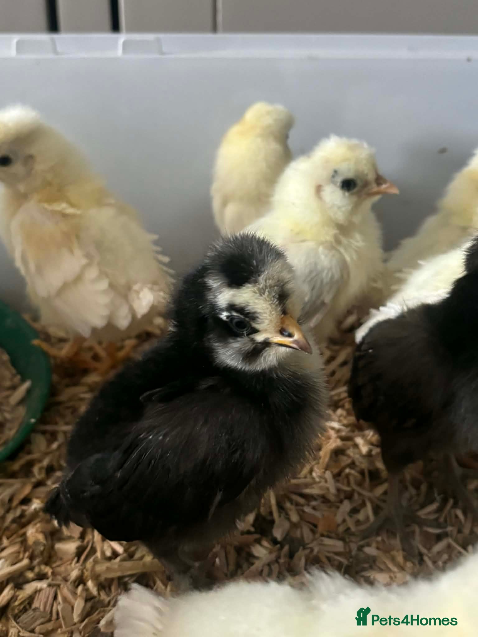 Chickens poultry **🐣 Silkie/Polish mixed chicks for sale 🐣** - Advert 18