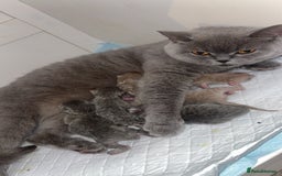 British Shorthair cats for sale: British short hair kittens - Image 2