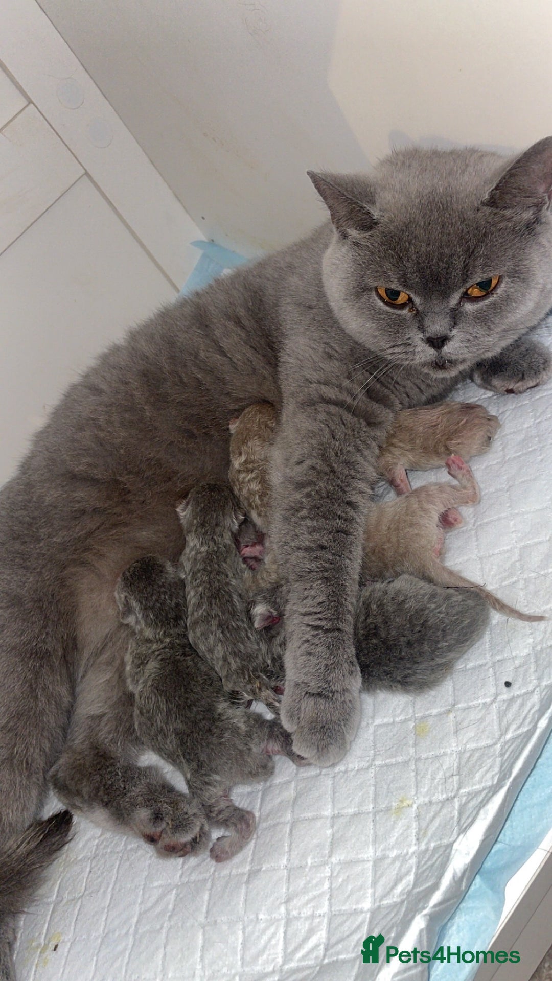 British Shorthair cats for sale: British short hair kittens - Image 2