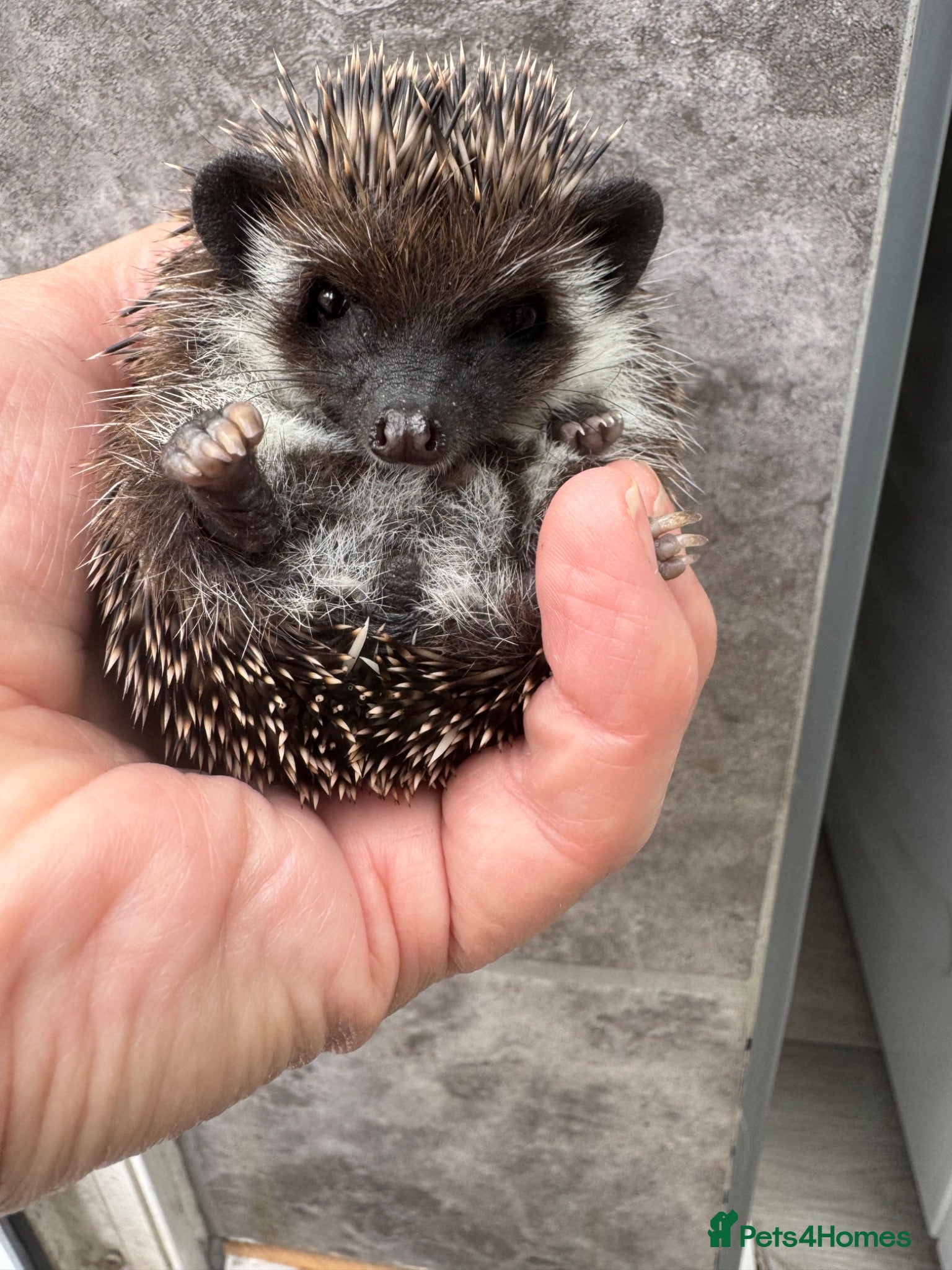Pygmy Hedgehog rodents 9wk old  APH hoglets /friendly/  take home today  - Advert 2