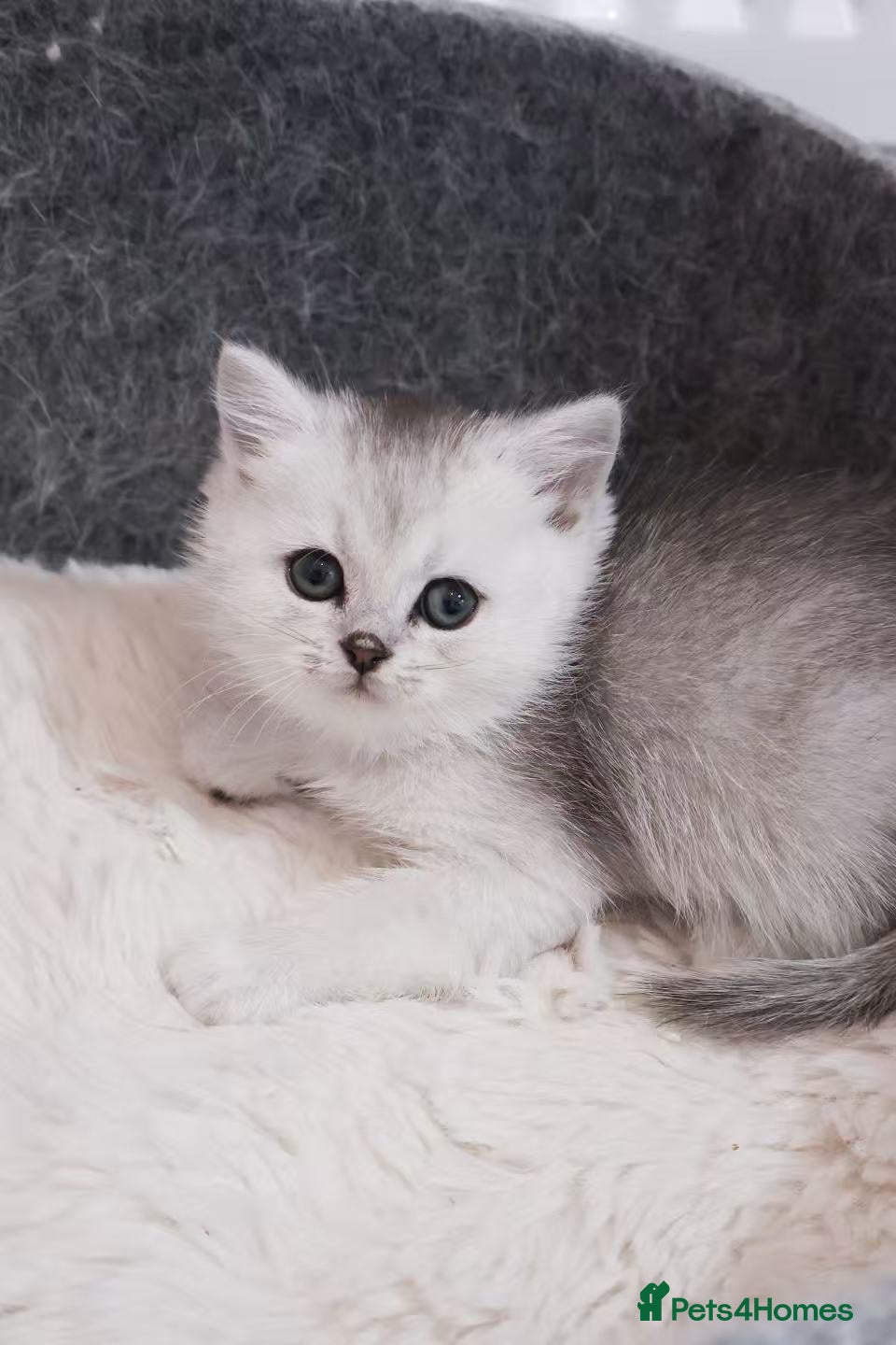 British Shorthair cats  Pedigree British shorthair with tica registered  - Advert 2