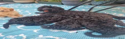 Cockapoo dogs for sale: Stunning F1B Cockapoos - DNA Clear - Advert 6