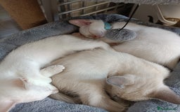 Siamese cats for sale: cuddliest boy ever is looking for home - Image 6