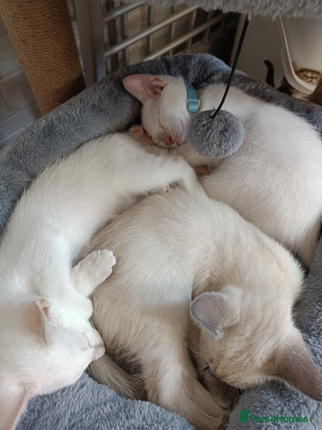 Siamese cats for sale: cuddliest boy ever is looking for home - Image 6