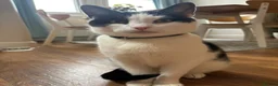 Mixed Breed cats for sale: 10yr old tuxedo cat - Advert 2