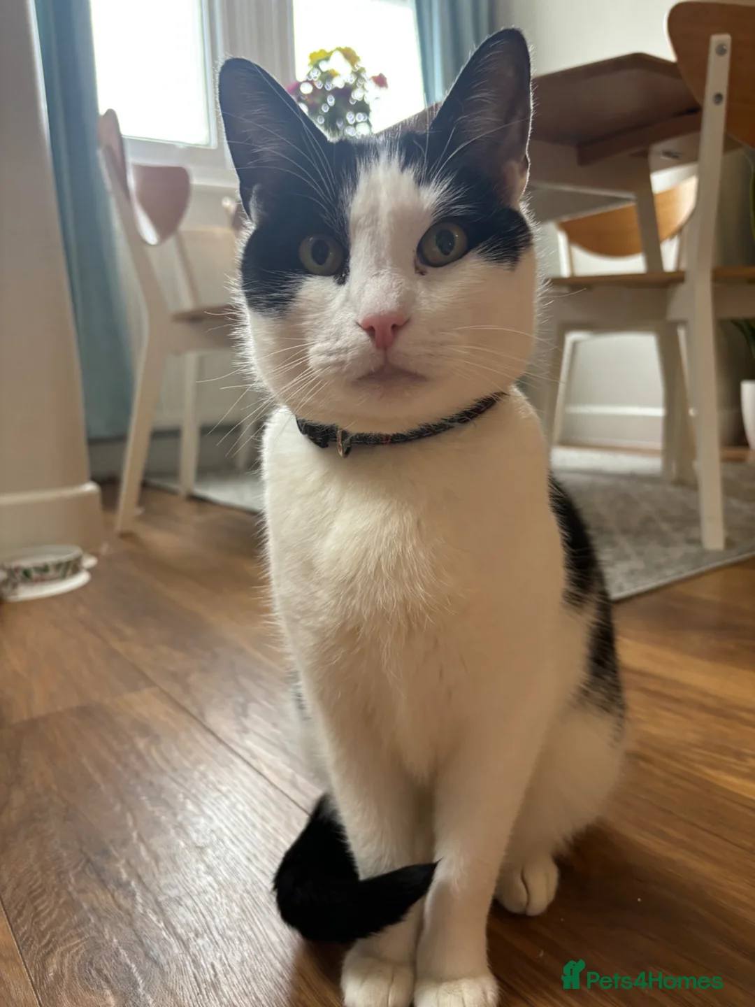 Mixed Breed cats for sale: 10yr old tuxedo cat - Advert 2