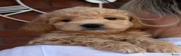 Cavapoochon dogs for sale: Lovely puppies looking for good home  - Advert 28