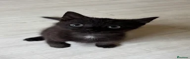 Domestic Shorthair Kitten 2