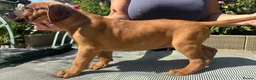 Rhodesian Ridgeback dogs for sale: Rhodesian Ridgeback puppies  - Advert 8