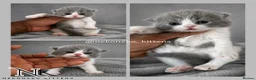 British Shorthair cats for sale: 10 Week old GCCF REG BSH KITTENS  - Advert 9