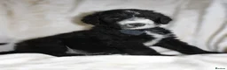Sheepadoodle dogs for sale: F1 Sheepadoodle Puppies | 5* Licensed Breeder - Advert 26
