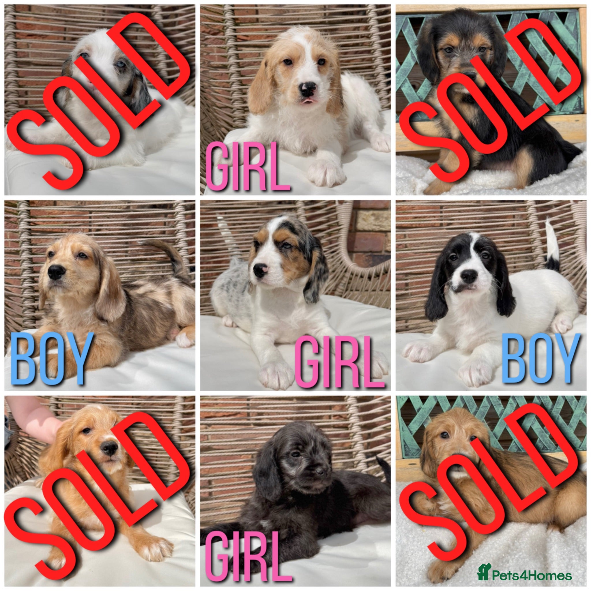 Mixed Breed dogs ⭐️⭐️Poogle Puppies (Beagle x Miniature Poodle)⭐️⭐️ - Advert 1