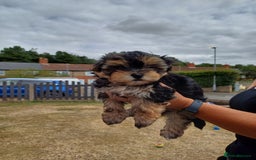 Morkie dogs for sale: Morkie - Image 3