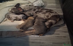 French Bulldog dogs for sale: 4 beautiful French Bulldog  - Advert 1