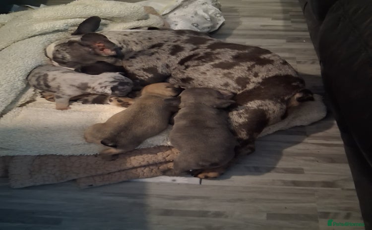 French Bulldog dogs 4 beautiful French Bulldog  - Advert 11