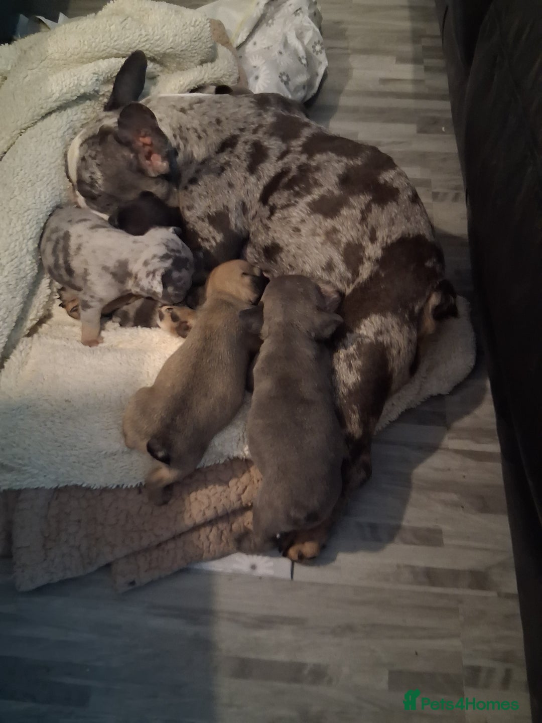 French Bulldog dogs for sale: 4 beautiful French Bulldog  - Advert 1