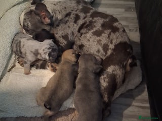 French Bulldog dogs for sale: 4 beautiful French Bulldog - Advert 1