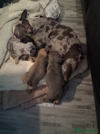 French Bulldog dogs 4 beautiful French Bulldog - Advert 3