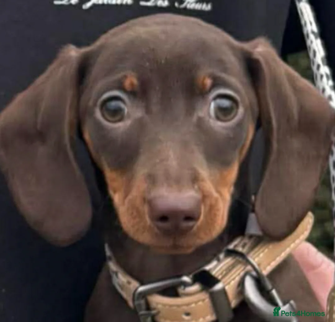 Miniature Dachshund dogs for sale: Beautiful 17 Weeks Old Kaninchen Puppies  - Advert 2