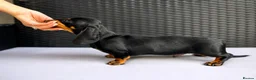 Miniature Dachshund dogs for sale: Beautiful Miniature Dachshund Puppy -KC Registered in Romford - Advert 4