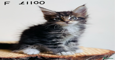 Maine Coon cats - Advert 9