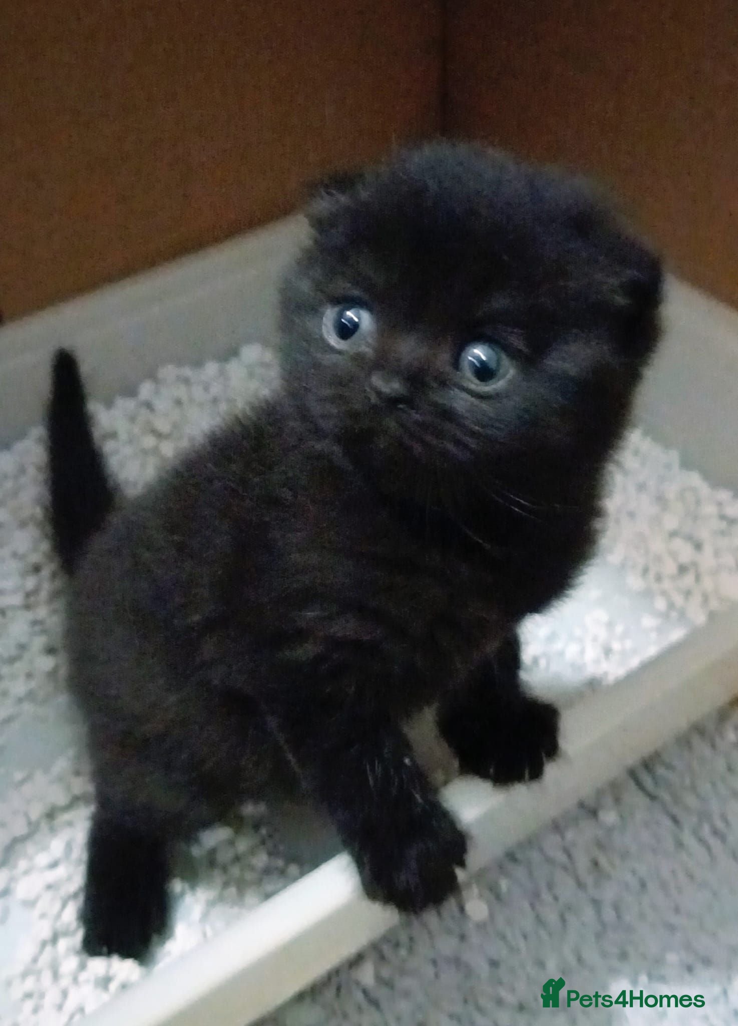 Scottish Fold cats Beautiful kittens - Advert 1