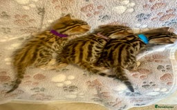 Bengal cats for sale: Beautiful Bengal Kittens  - Image 9