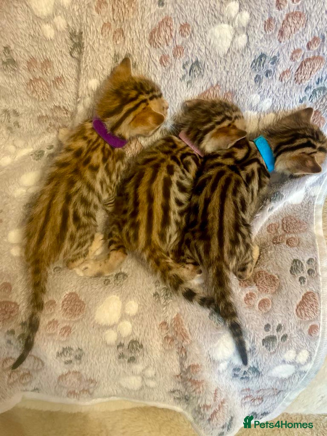 Bengal cats for sale: Beautiful Bengal Kittens  - Image 9