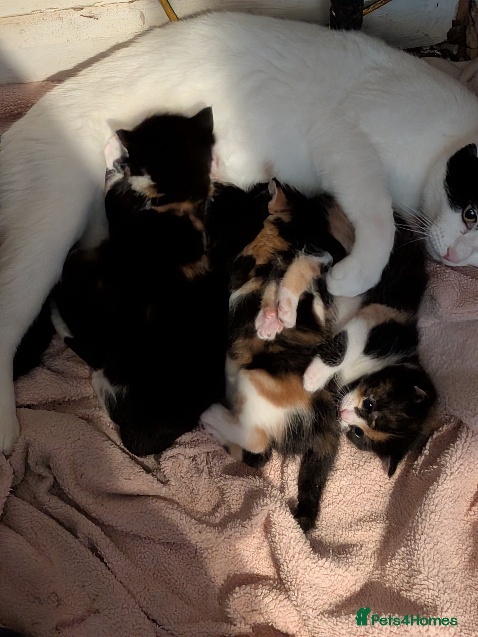 Mixed Breed cats Adorable, social kittens  - Advert 2