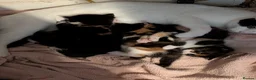 Mixed Breed cats for sale: Adorable, social kittens  - Advert 1