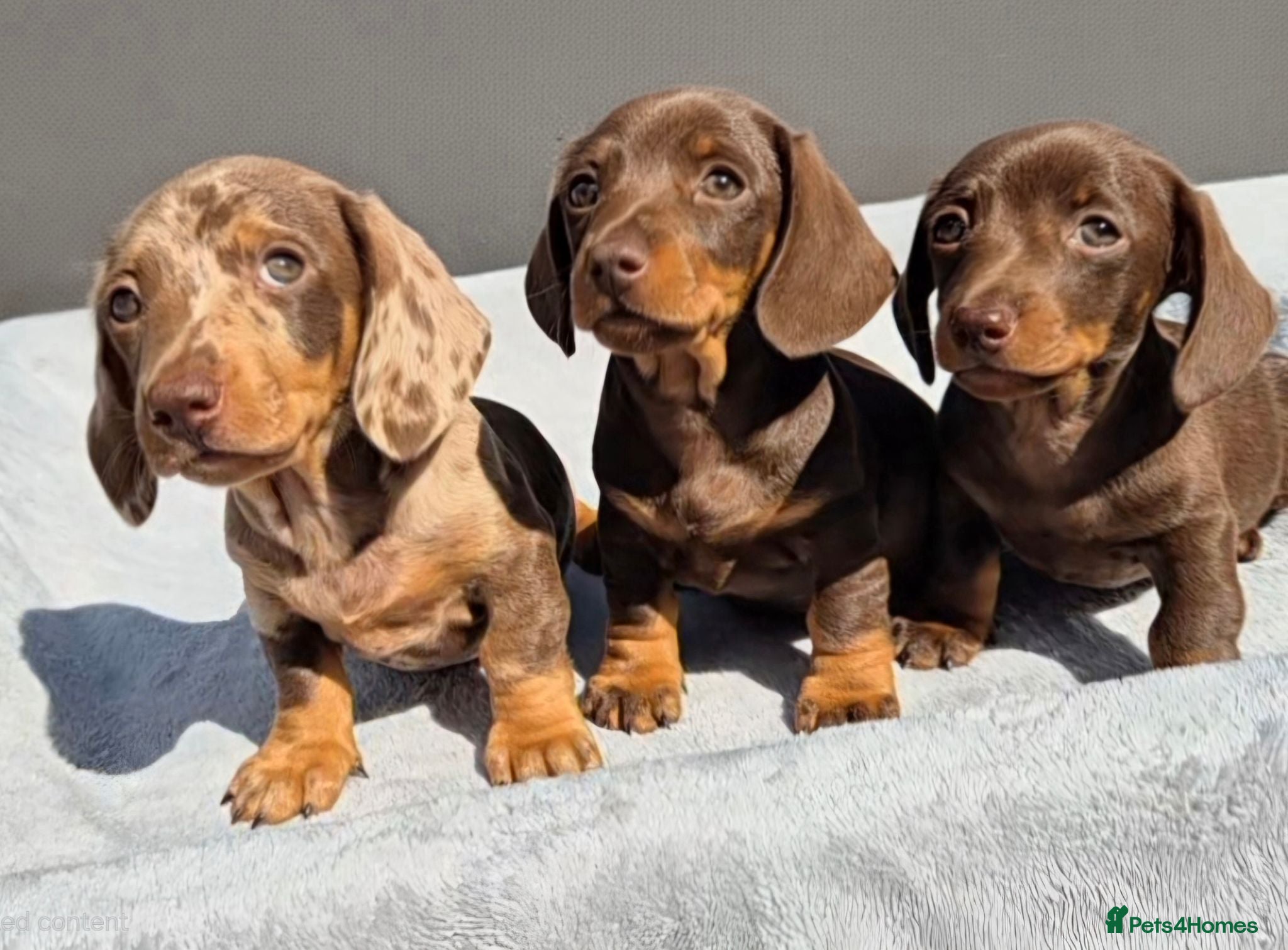 Miniature Dachshund dogs Gorgeous KC Reg, PRA Clear miniature dachshunds - Advert 5