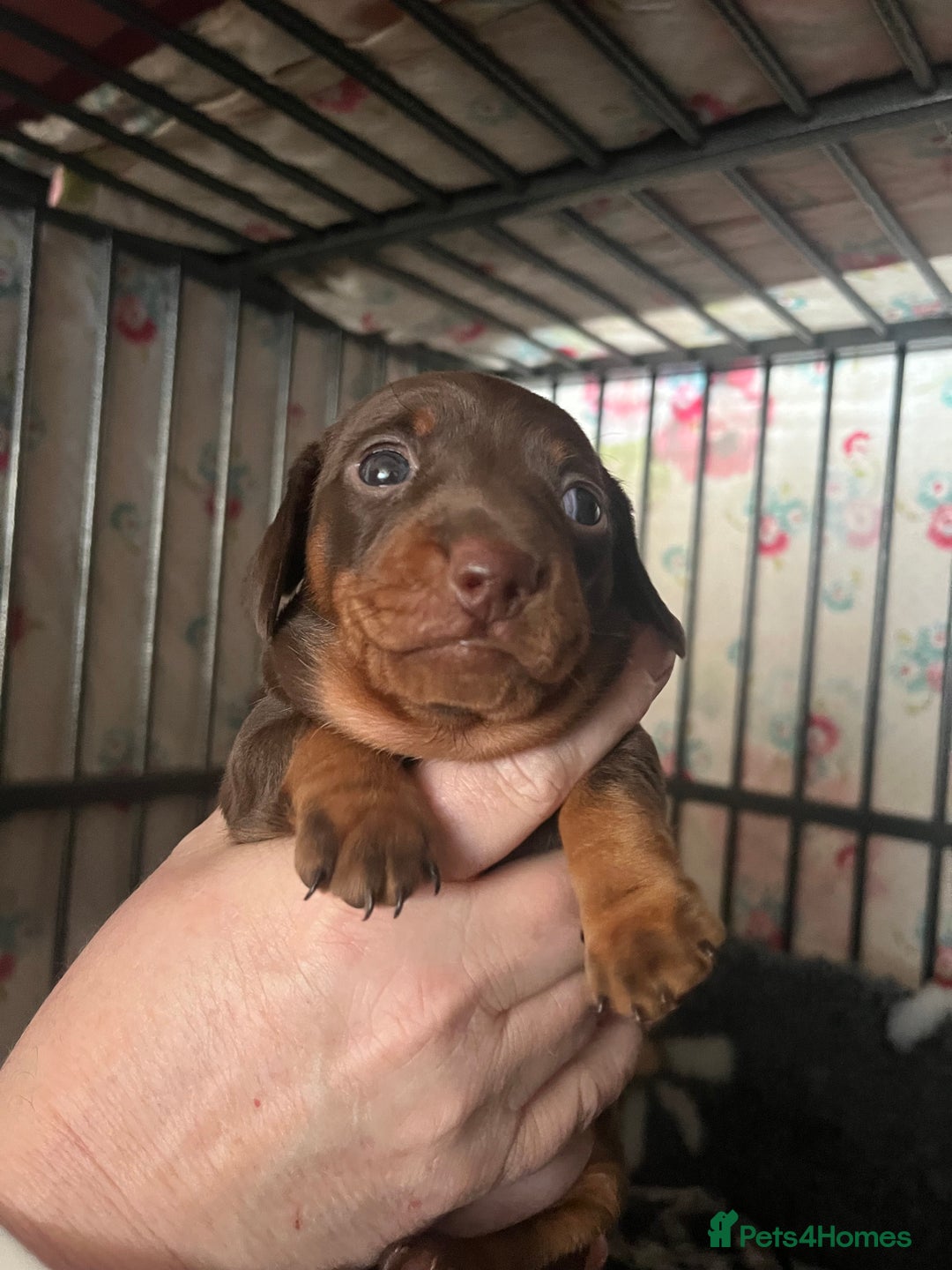 Miniature Dachshund dogs for sale: Sweet princess brown and tan miniature daushund🩷 - Advert 3