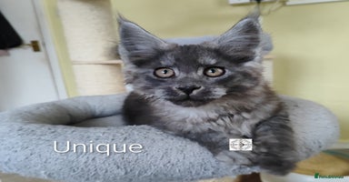 Maine Coon cats - Advert 6