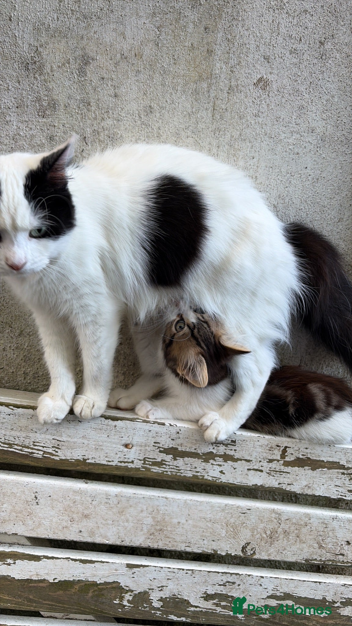 Mixed Breed cats ❤️Adorable fluffy kittens are available ❤️ - Advert 1