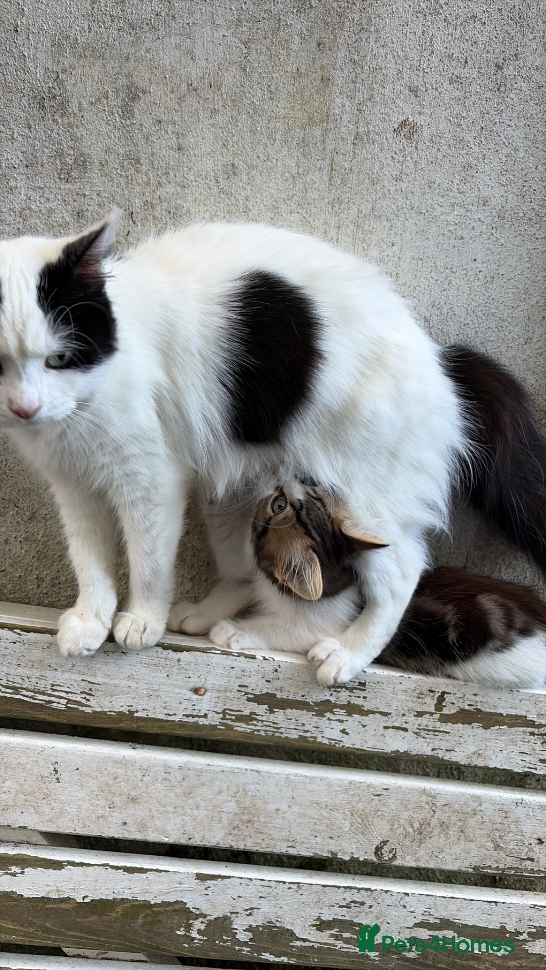 Mixed Breed cats for sale: ❤️Adorable fluffy kittens are available ❤️ - Advert 1