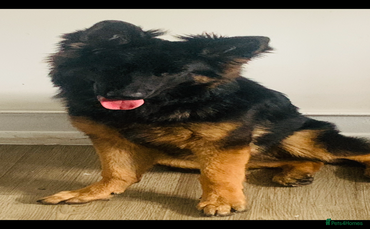 German Shepherd dogs - Advert 1