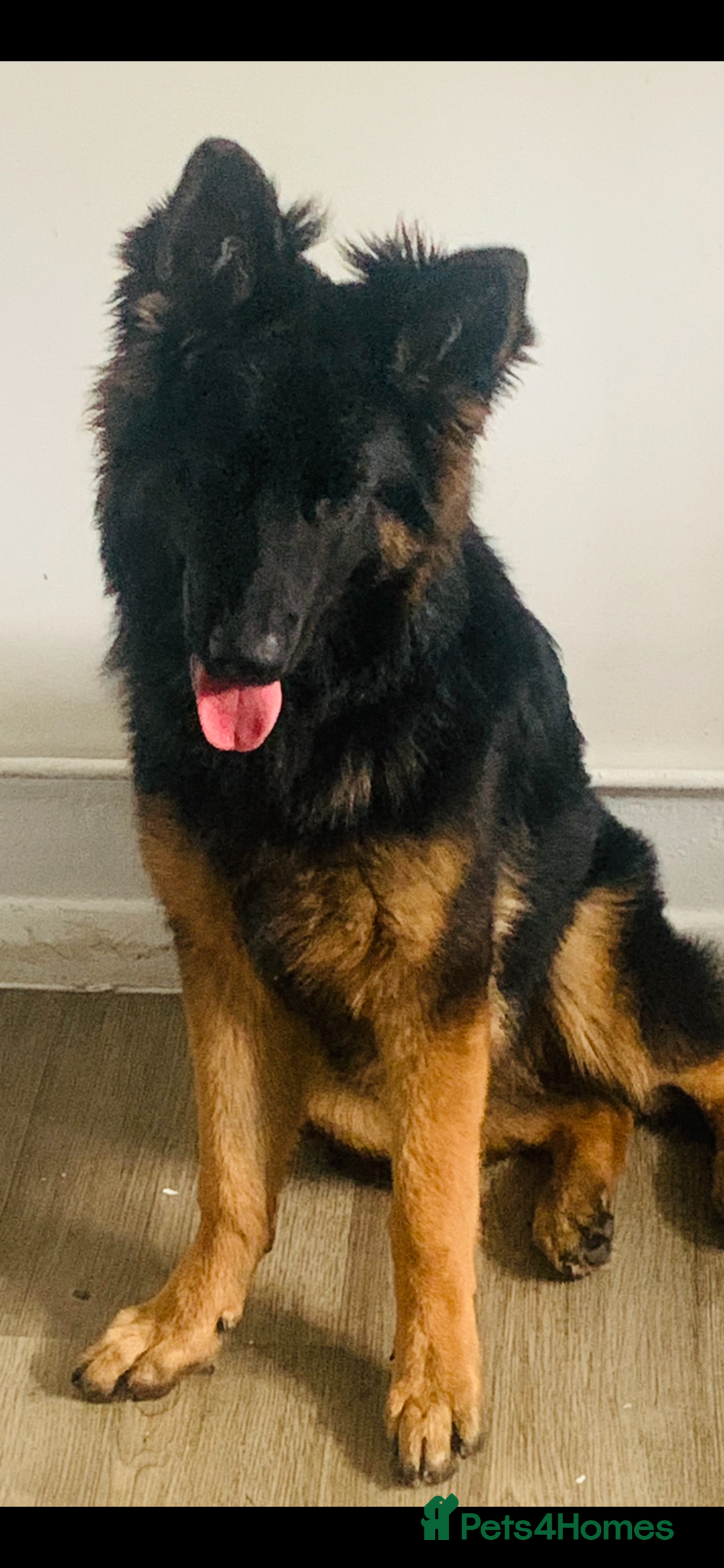 German Shepherd dogs for sale: BEAUTIFUL GERMAN FEMALE SHEPARD  - Image 1