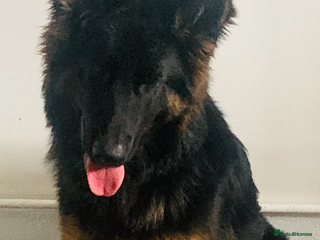 German Shepherd dogs - Advert 3