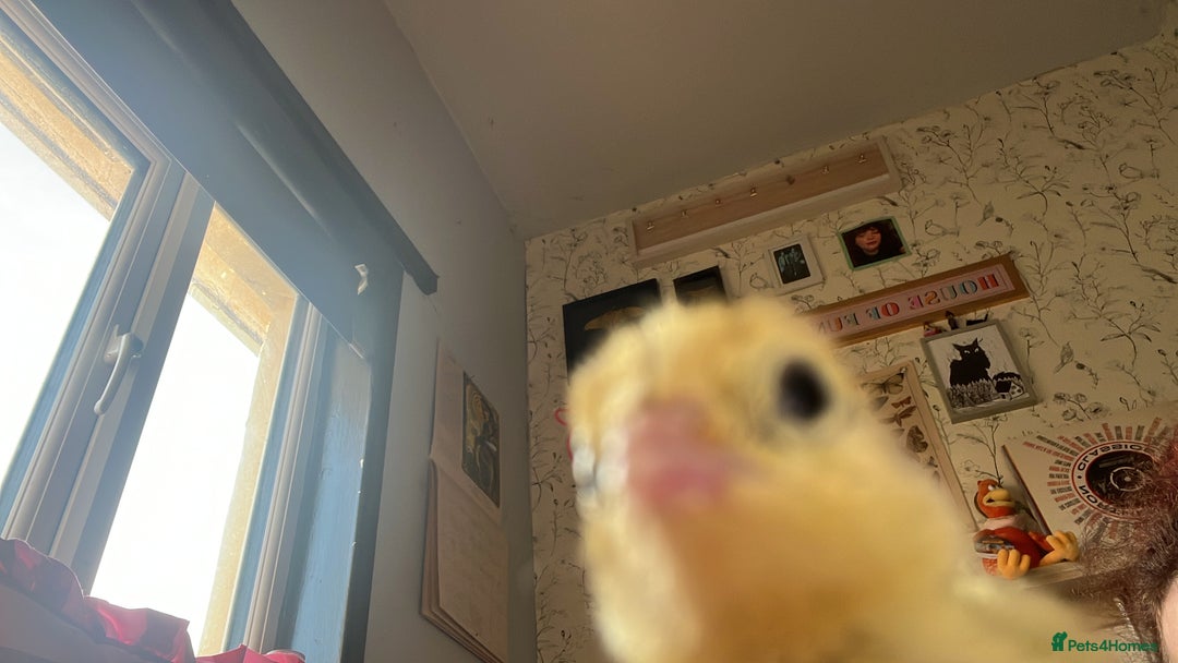 Quail poultry for sale: Pack of 12 coturnix quails eggs for sale (fertile) - Image 2