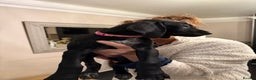 Mixed Breed dogs for sale: Well reared Quality puppies - Advert 34
