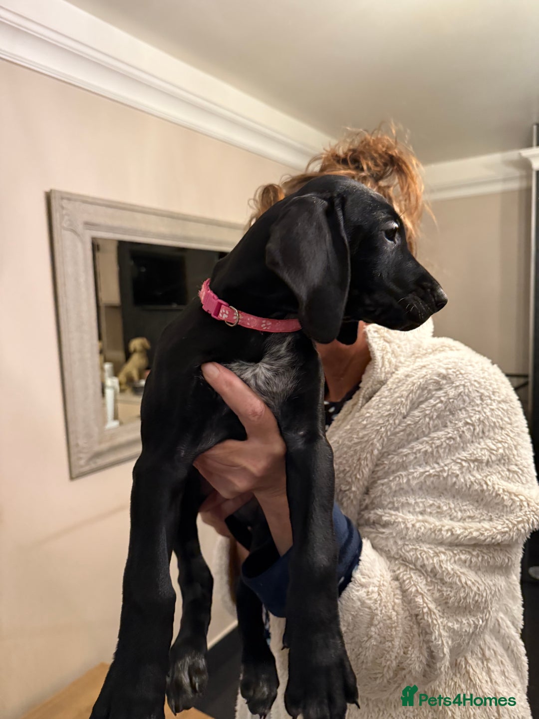 Mixed Breed dogs for sale: Well reared Quality puppies - Advert 34