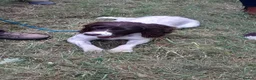 English Springer Spaniel dogs for sale: English Springer Spaniel puppies  - Advert 1