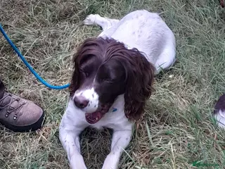 English Springer Spaniel dogs English Springer Spaniel puppies - Advert 2