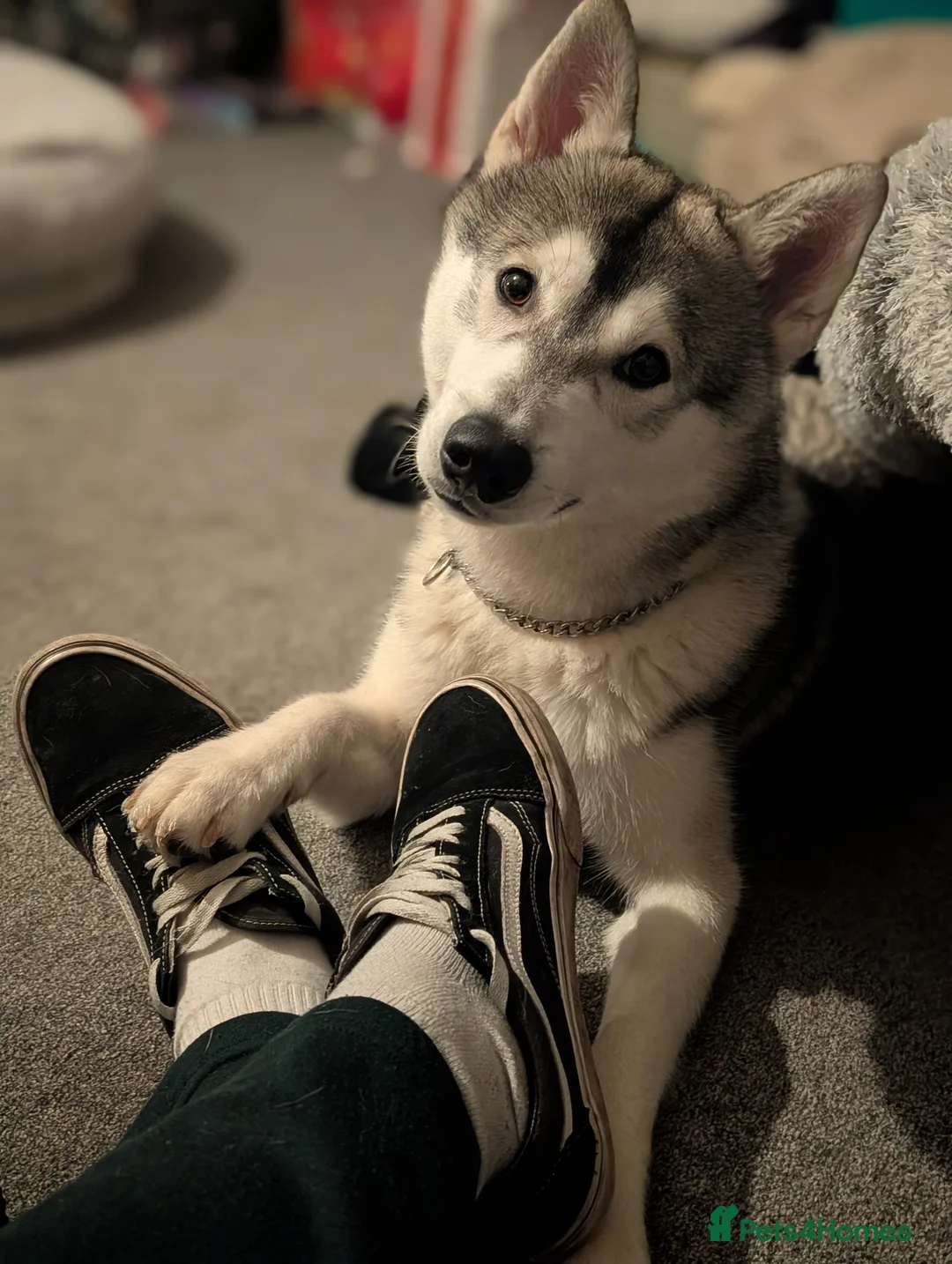 Utonagan dogs for sale: 9-Month-Old Husky Looking for a home - Advert 3