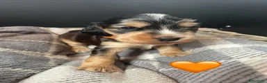 Cocker Spaniel 1