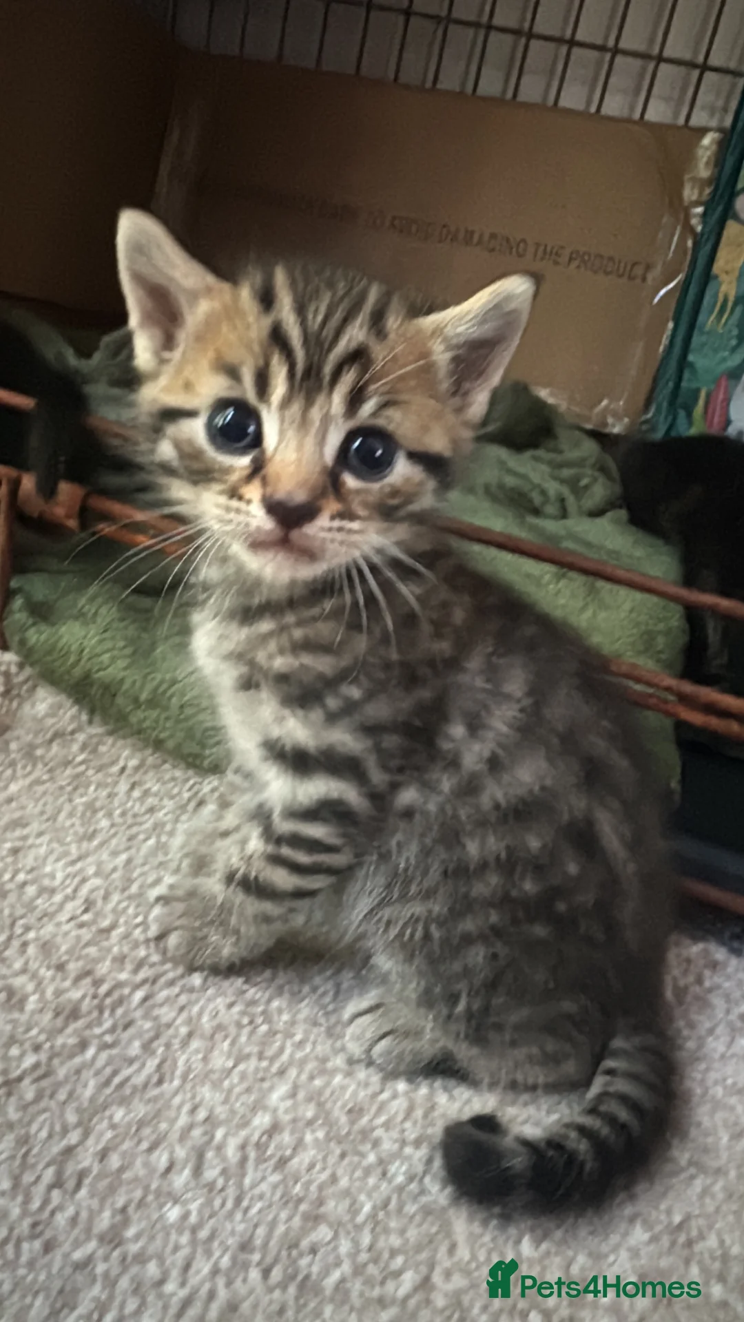 Mixed Breed cats for sale: Kittens for sale  in Salisbury - Advert 2