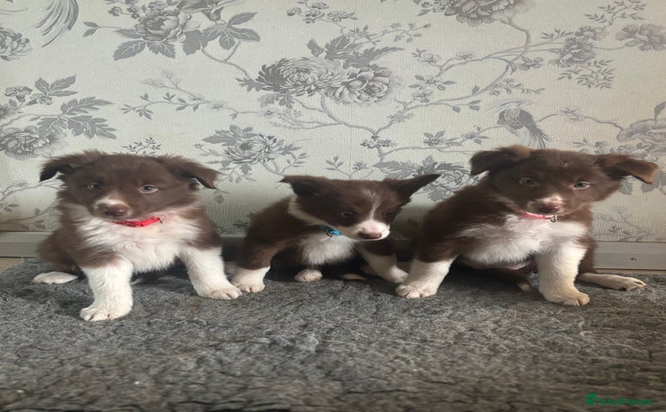 Border Collie dogs - Advert 1